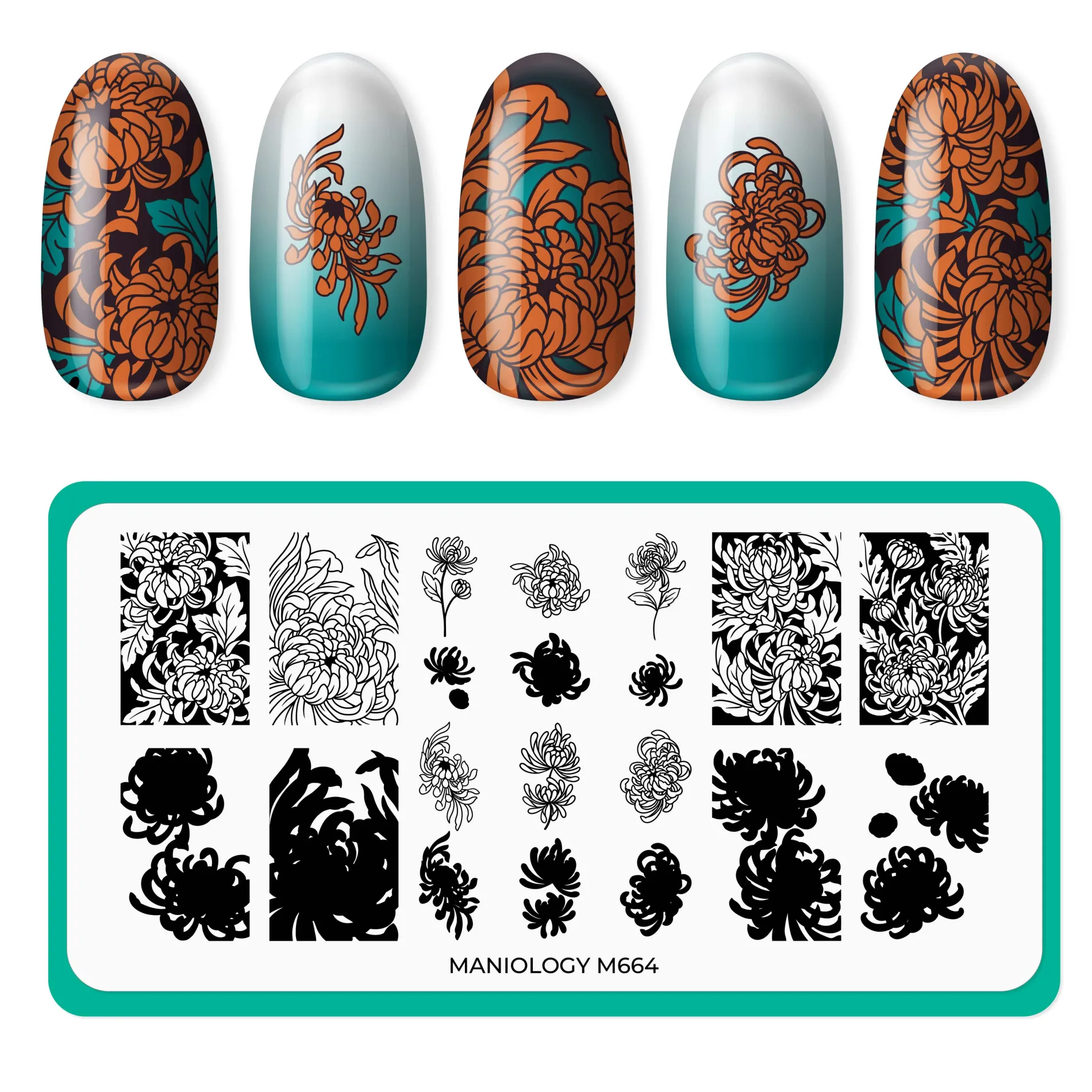 Chrysanthemum Blossoms (M664) - Nail Stamping Plate