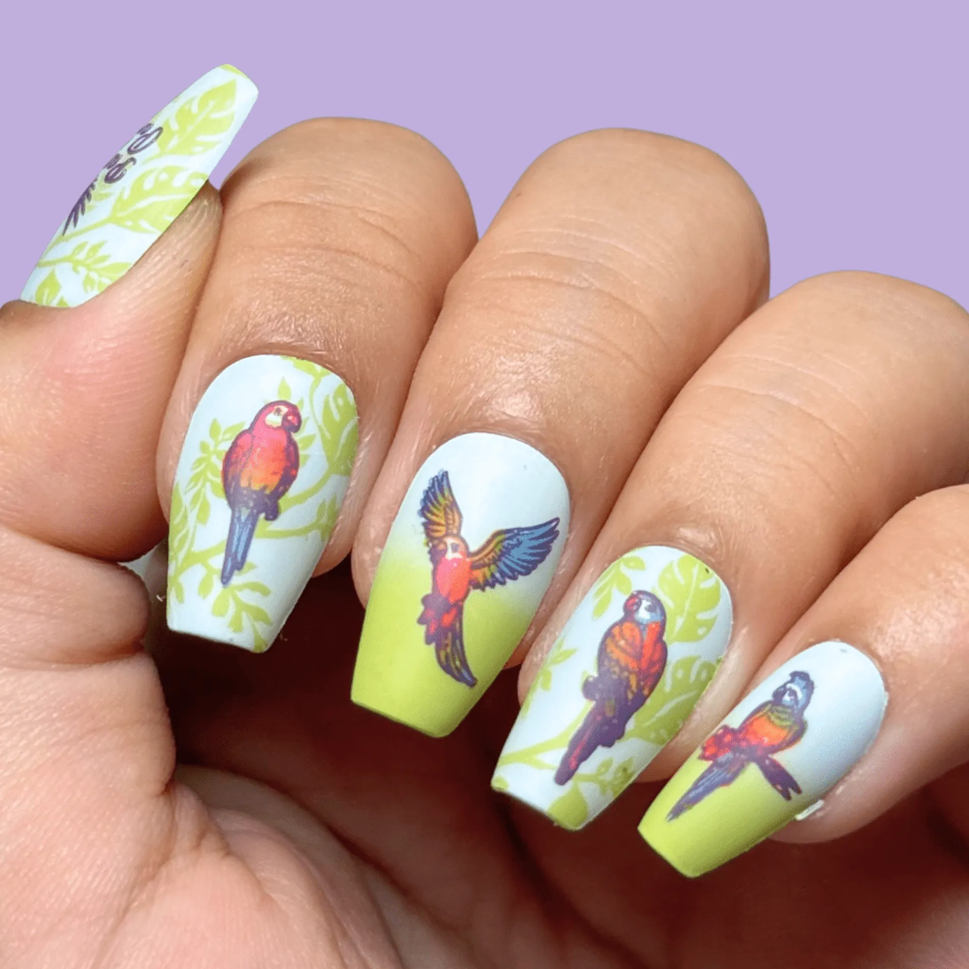Parrots in Paradise Sanctuary (M624) - Nail Stamping Plate